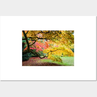 Japanese Maples (Acer Palmatum) in Autumn Colours Posters and Art